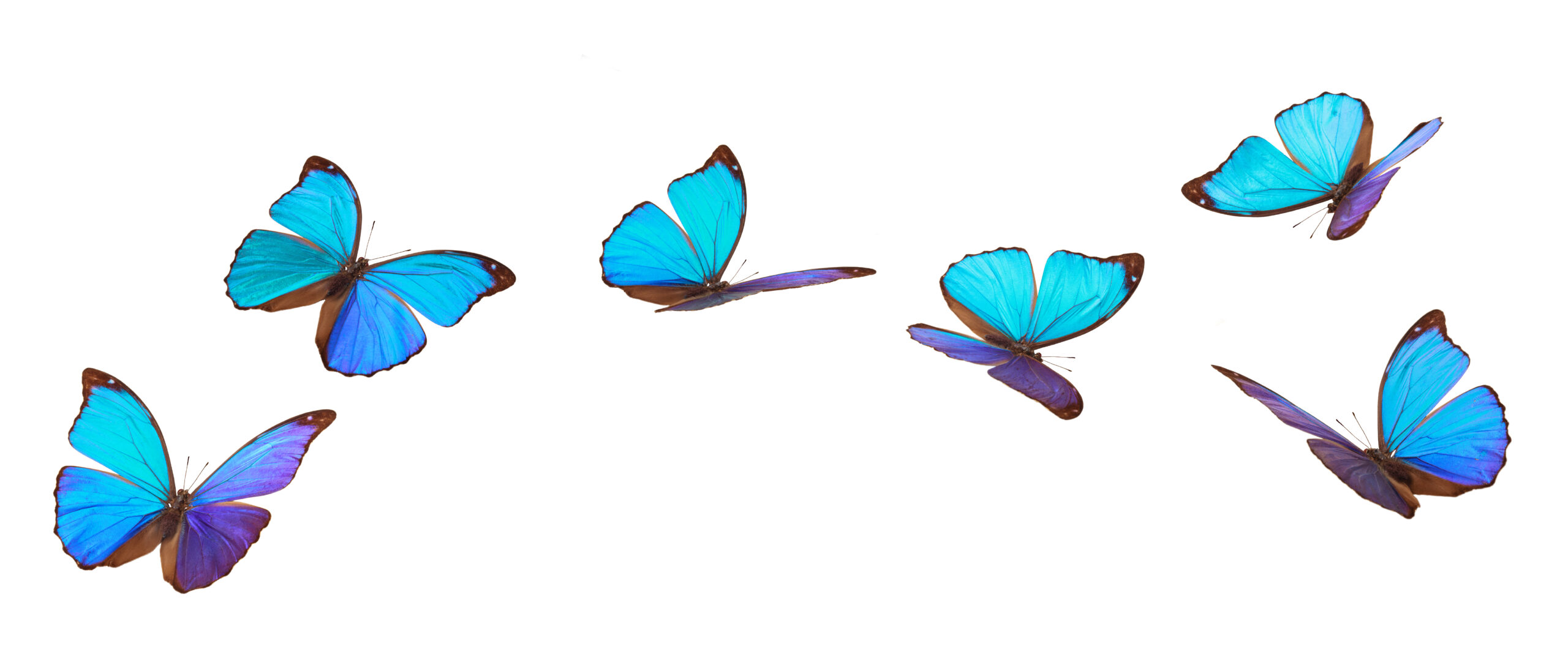 Blue flying butterflies.
